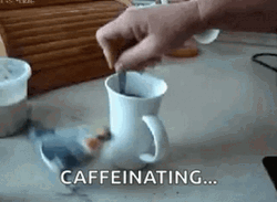 Funny Coffee Spinning Bird Caffeinating GIF