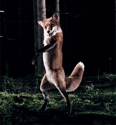 Funny Confident Fox Dancing