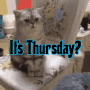 Funny Confused Cat Reaction Funny Thursday Meme