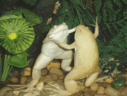 Funny Couple Frog Dancing GIF