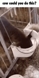 Funny Cow Milk Meme GIF