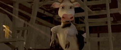 Funny Cow Screaming