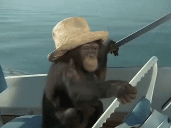 Funny Cruise Monkey Driving GIF
