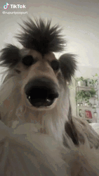 Funny Cute Dog Tiktok GIF