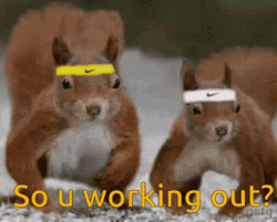 Funny Cute Squirrels Working Out GIF