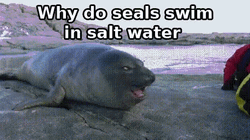 Funny Dad Joke On Seal GIF