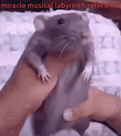 Funny Dance Rat Meme GIF