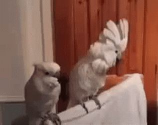 Funny Dancing Bird Cockatoo Rock And Roll GIF