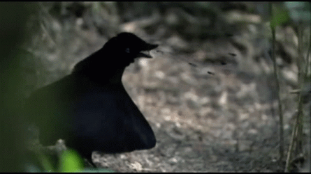 Funny Dancing Black Bird GIF