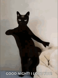 Funny Dancing Black Cat Good Night Love You GIF