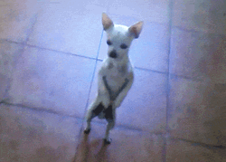 Funny Dancing Chihuahua GIF