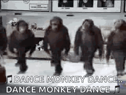 Funny Dancing Dance Monkeys GIF