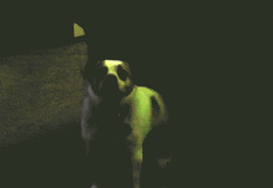 Funny Dancing Dog Disco Lights GIF