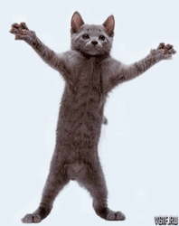 Funny Dancing Party Cat GIF