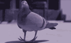 Funny Dancing Pigeon Bird