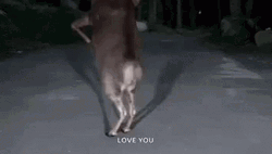 Funny Dancing Reindeer Love You GIF