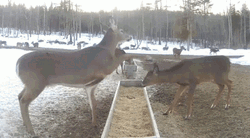 Funny Deer Hitting Head GIF
