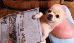 Funny Dog Chilling Massage GIF