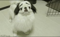 Funny Dog Comical Eyebrows  GIF