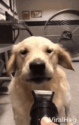 Funny Dog Crazy Vacuum GIF