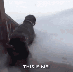 Funny Dog Diving In Blizzard GIF