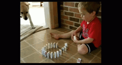 Funny Dog Dominos Falling GIF