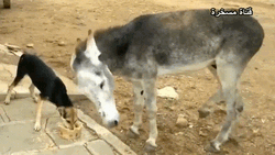 Funny Dog Donkey Fight GIF