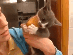 Funny Dog Eating Snacks GIF