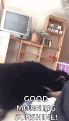 Funny Dog Face Good Morning Sunshine GIF