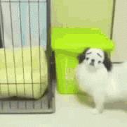 Funny Dog Fake Eyebrows GIF
