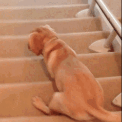  Funny Dog Going Down The Stairs  GIF