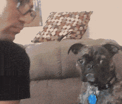 Funny Dog Hates Kiss GIF