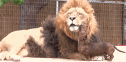 Funny Dog Licking Lion GIF