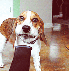 Funny Dog Mad Face Vacuum GIF