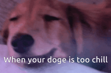 Funny Dog Meme Chill GIF