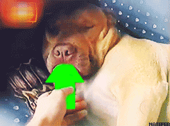 Funny Dog Meme Eating Arrow GIF