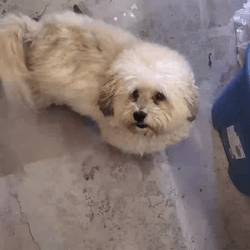 Funny Dog Meme Give It To Me GIF