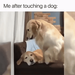 Funny Dog Meme Petting Happy GIF