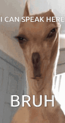 Funny Dog Meme Silent Mood GIF