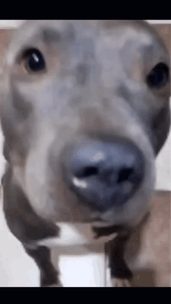 Funny Dog Meme Singing GIF