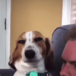 Funny Dog Meme Smirk GIF