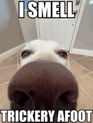Funny Dog Nose Sniffing Smell Trickery GIF