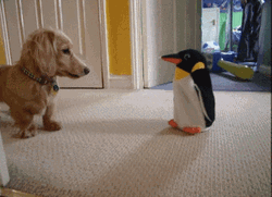 Funny Dog Penguin Toy GIF