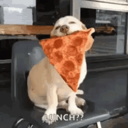 Funny Dog Pizza Lunch Time  GIF