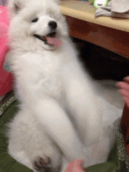 Funny Dog Play Time GIF