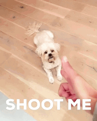Funny Dog Shoot Me GIF