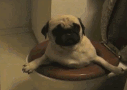Funny Dog Stuck In Toilet GIF