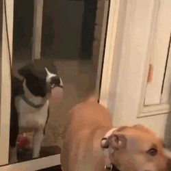 Funny Dog Tail Bite GIF