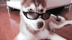  Funny Dog Tongue Sticking Out GIF