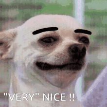 Funny Dog Very Nice Eyebrows Up GIF